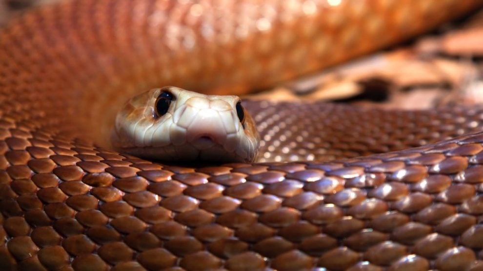 Boas y pitones, ¿qué diferencias hay entre estas serpientes?