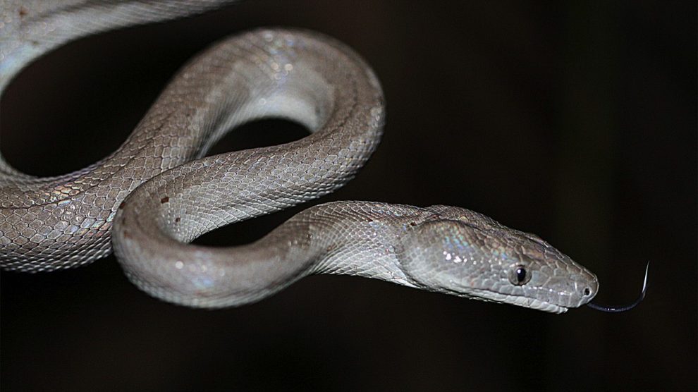 Boas y pitones, ¿qué diferencias hay entre estas serpientes?