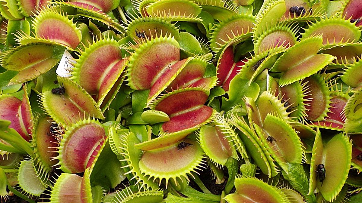 Las 5 plantas carnívoras más bonitas e impactantes del mundo