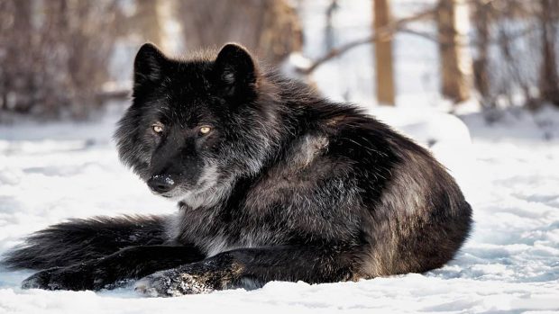 5 fascinantes curiosidades sobre los lobos