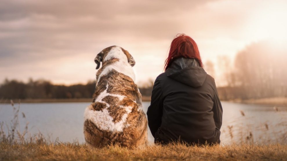 Cómo preparar a tu perro para viajar