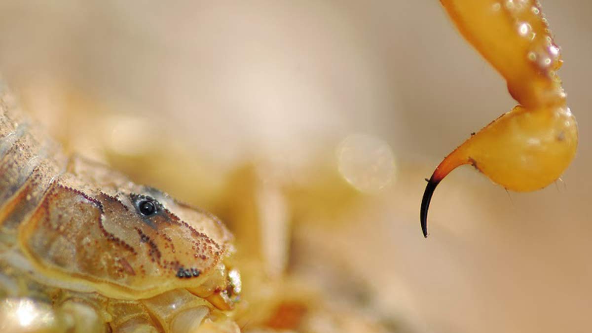 El veneno de escorpión y sus increíbles usos médicos