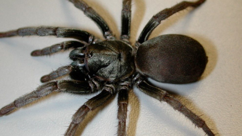 Observan un nuevo tipo de araña gigante en California
