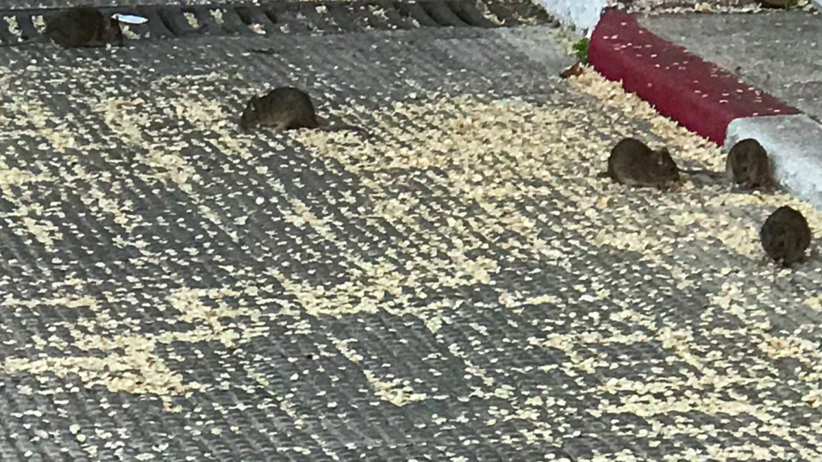 Colonia de ratas en la calle Maqueda. (Foto: TW)
