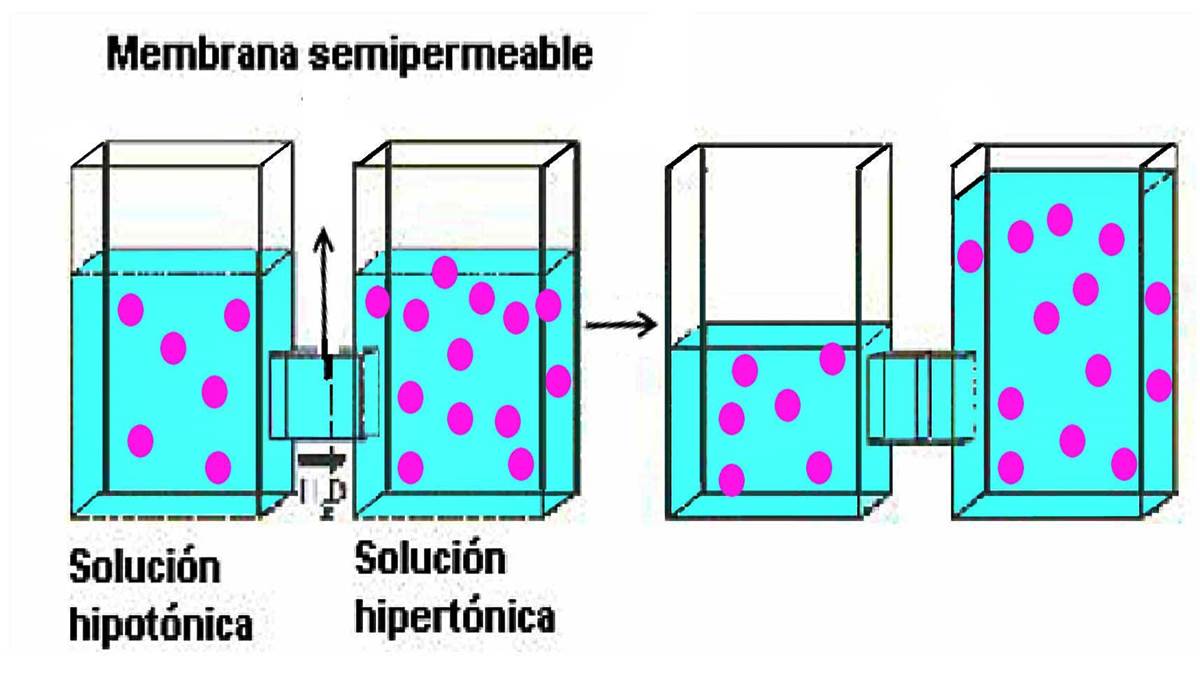 ¿qué Es La ósmosis