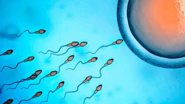 En cuanto al ovulo espermatozoide tarda llegar el