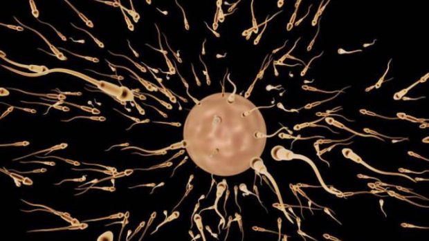 curiosidades semen espermatozoides
