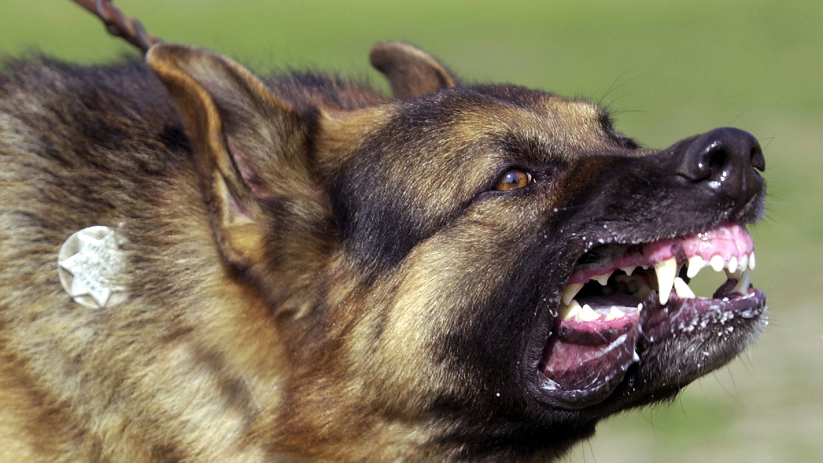 Perro de raza presa canario. (Foto: Getty)