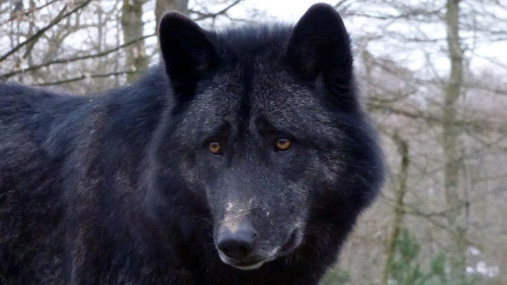 Conoce a los misteriosos lobos negros de Norteamérica