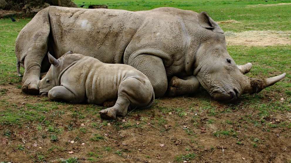 Descubre cómo el último rinoceronte blanco del norte busca perpetuar la especie con Tinder