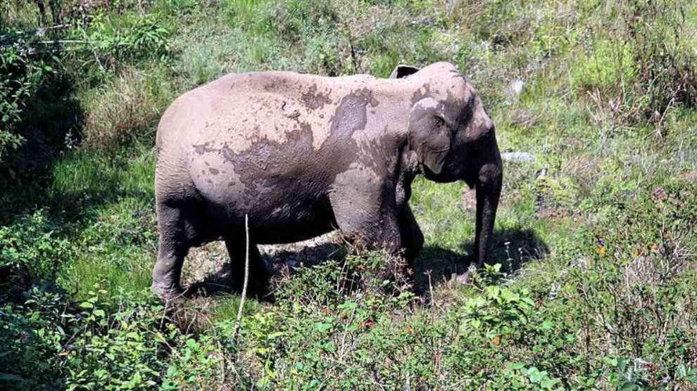 Descubre cuál es el animal salvaje más completo