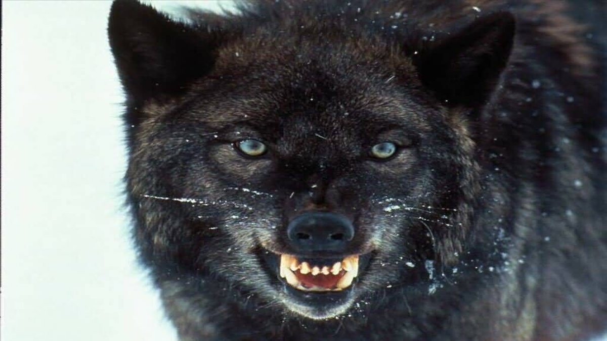 lobos negros