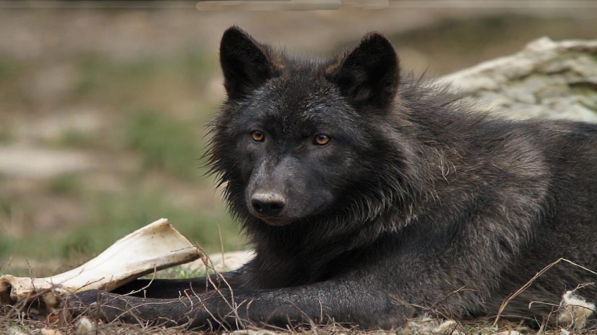 lobos negros