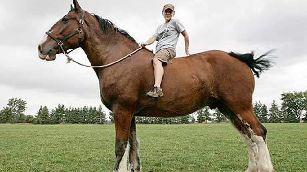 Este es Poe el caballo más grande del mundo