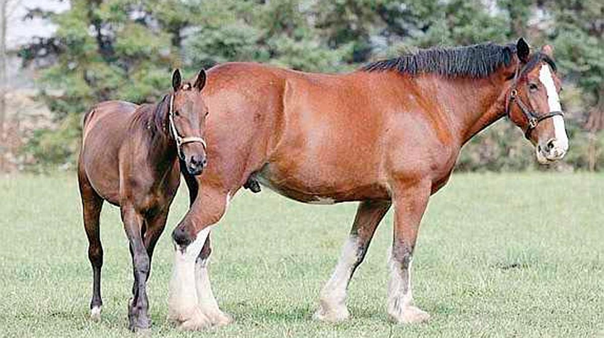 гигантские лошади фото