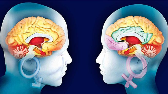 5 Diferencias Entre El Cerebro Masculino Y Femenino 0266