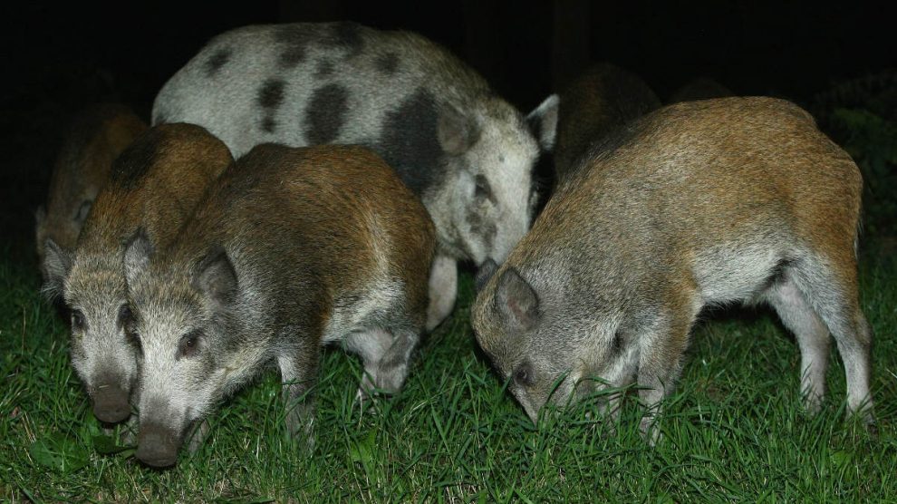 Un grupo de jabalíes.