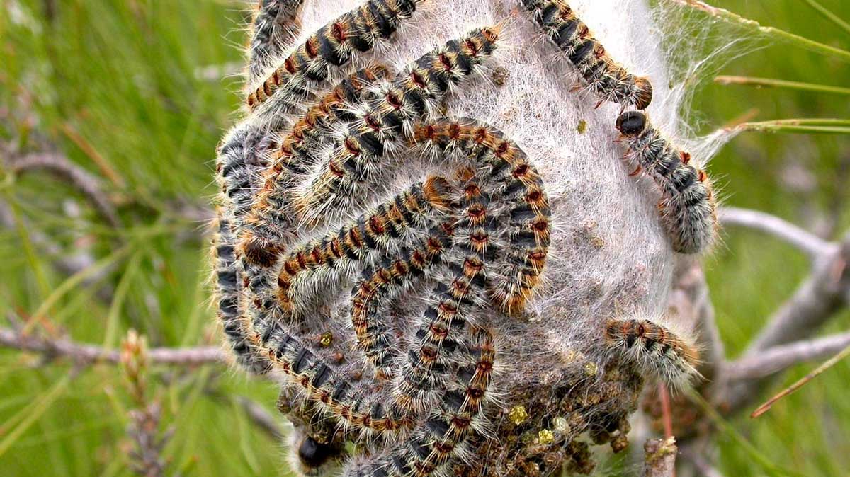 Nido de oruga procesionaria
