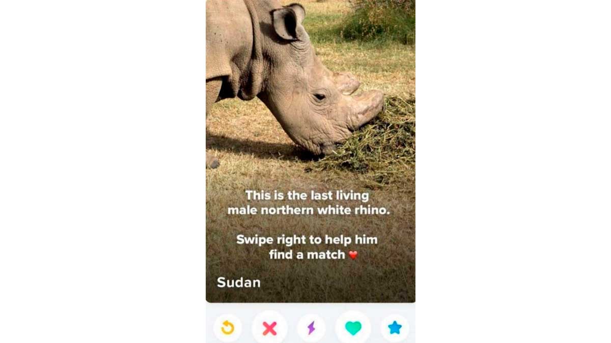Rinoceronte blanco del norte en Tinder