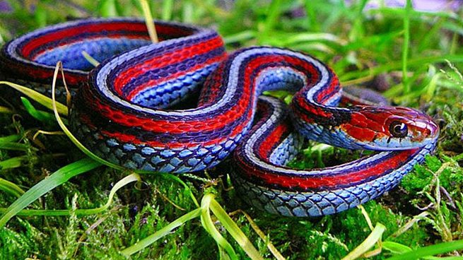 serpientes más increíbles