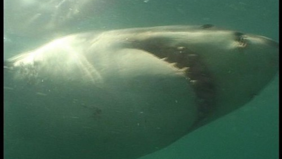Descubre cuál es la esperanza de vida del tiburón blanco