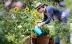 El árbol con más aroma del mundo: cómo cultivarlo en maceta y reinventar tu balcón
