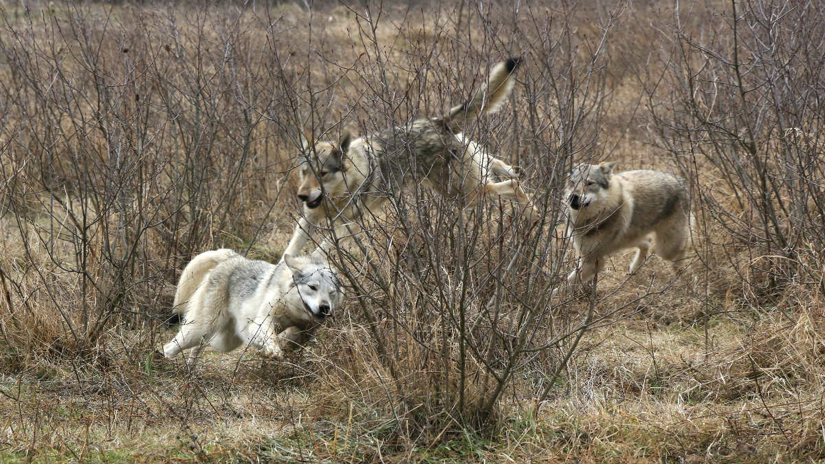 Tres lobos (Foto: Getty).