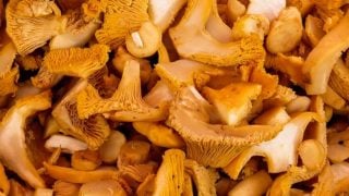 Setas comestibles en España