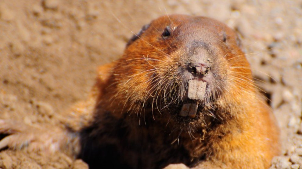Anota 5 curiosidades sobre las ratas topo desnudas