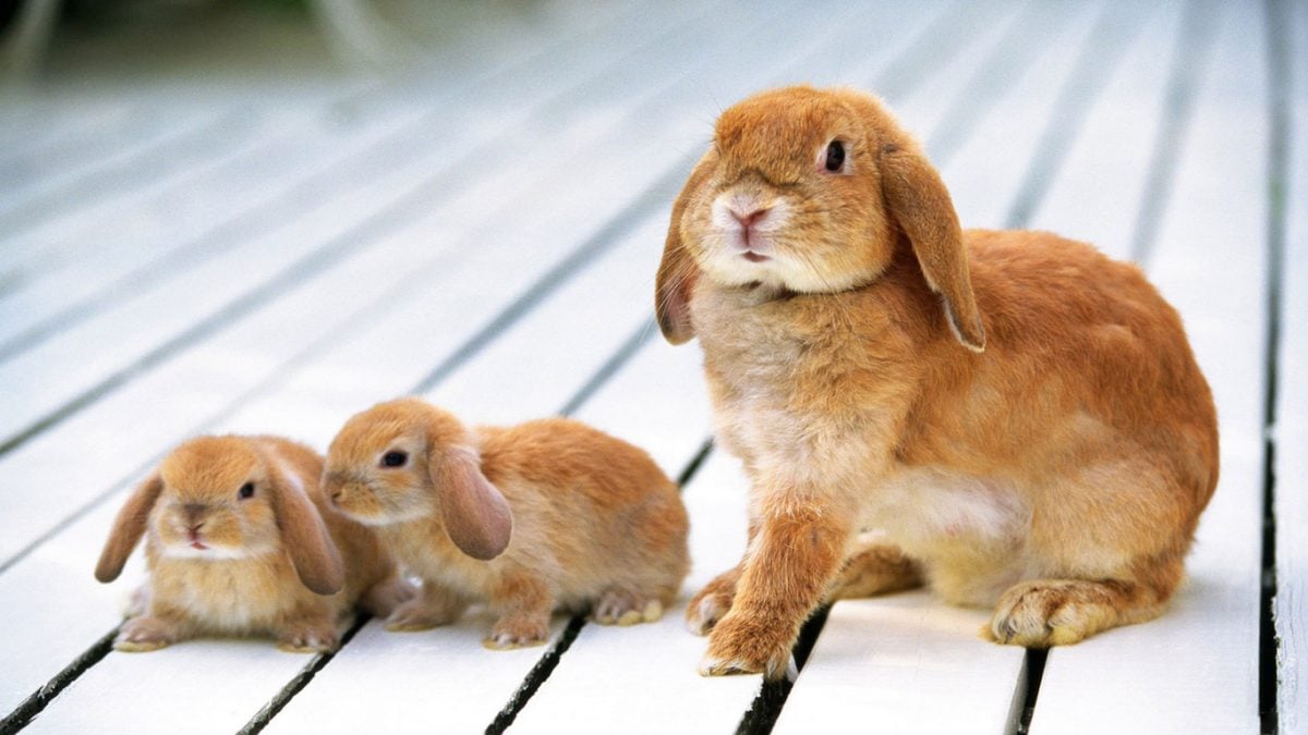 Diferencias entre los conejos y las liebres