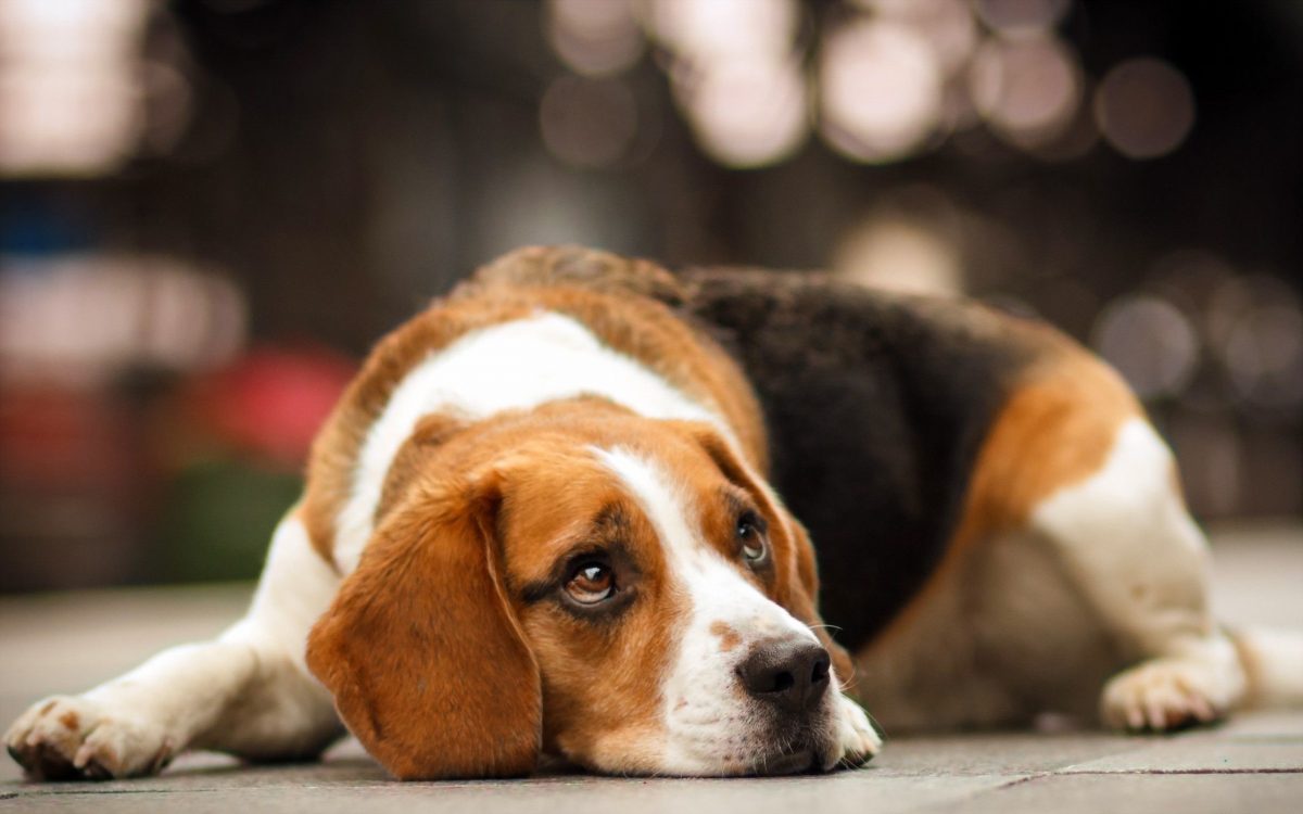 ¿Por qué aúllan los perros? Conoce las razones principales
