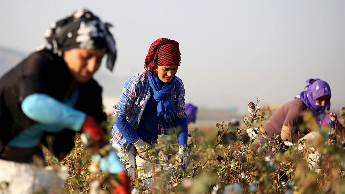 Plantación de algodón en Turquía. (Foto: Getty images)