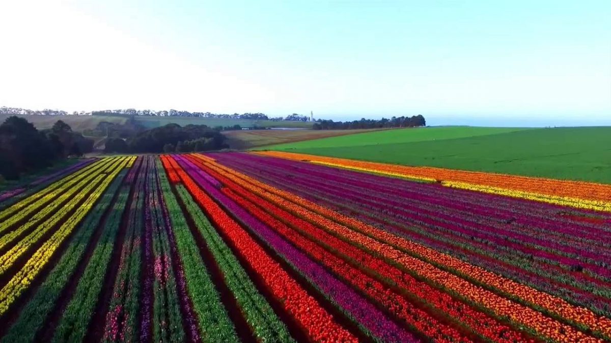 5 lugares donde disfrutar de los tulipanes en todo su esplendor.