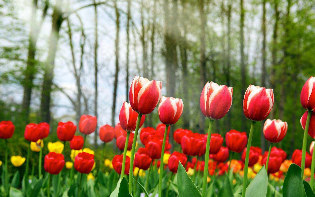 Tulipanes: 5 lugares donde disfrutar de su belleza en primavera