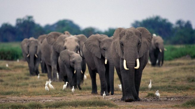 Un cazador profesional sudafricano muere aplastado por un elefante