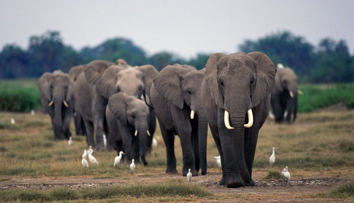 Un cazador sudafricano muere tras ser aplastado por un elefante.