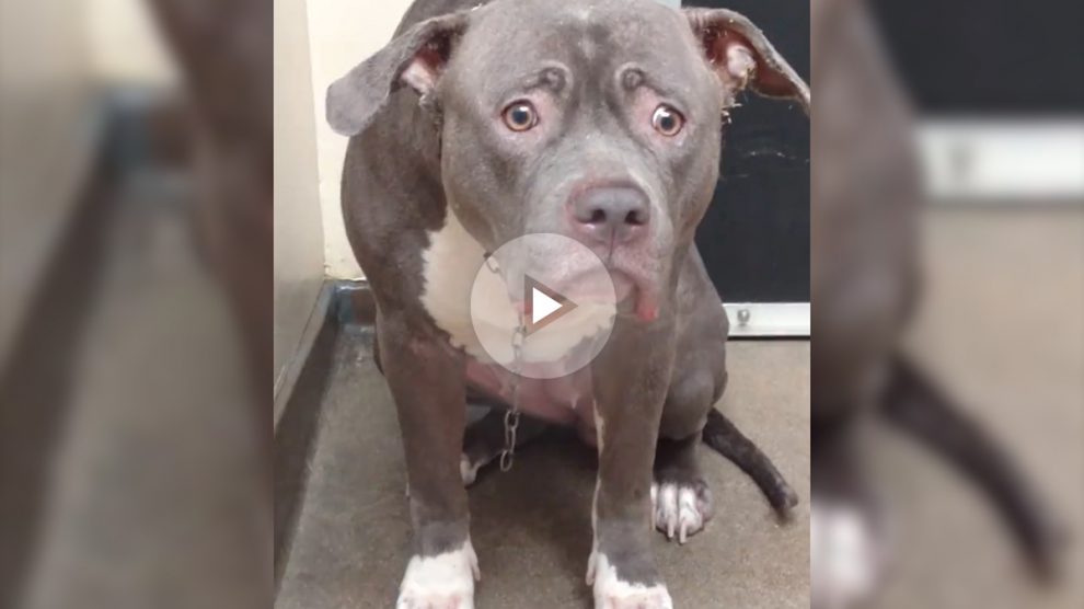 Electra es un pit bull de cuatro años que fue abandonado en un albergue en California.