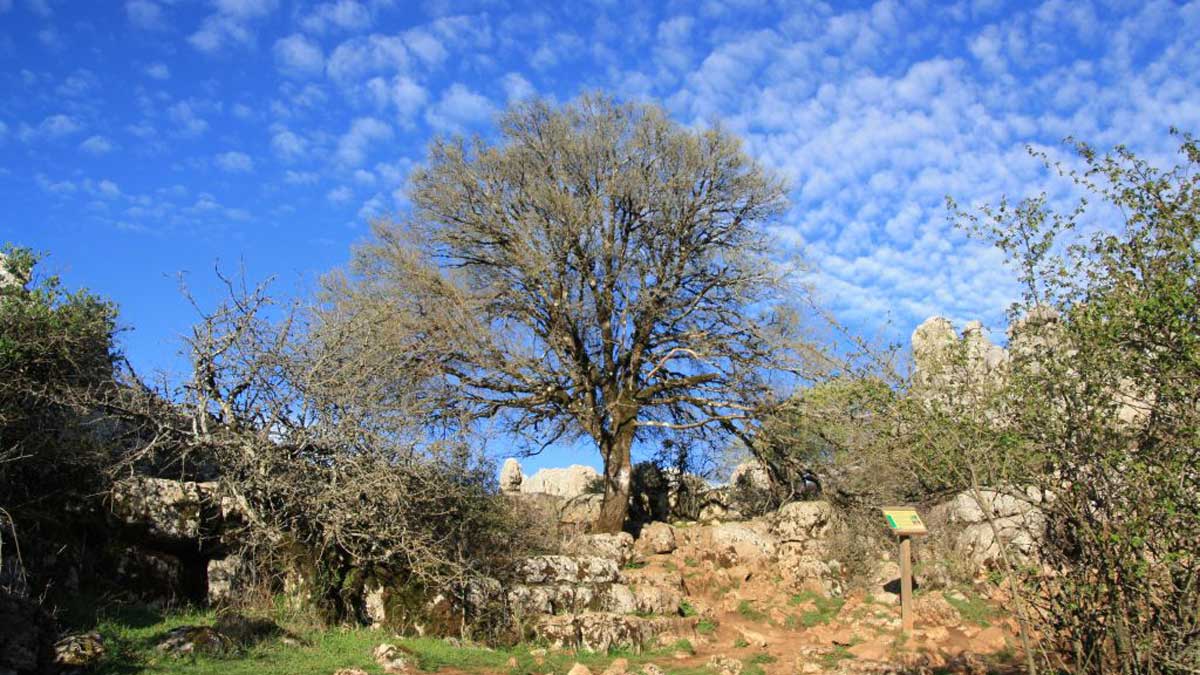 El Torcal de Antequera es un sitio vivo, lleno de fauna y flora