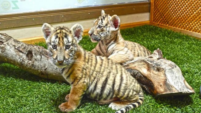 Las dos crias de tigre de Bengala que se suman a la fauna deñl PArque de la Naturaleza de Cabárceno.