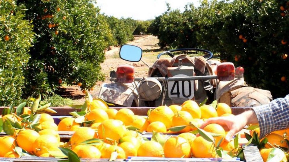 Naranjas del Carmen