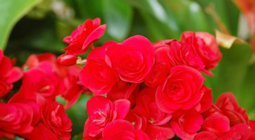 Pasos para cuidar una begonia