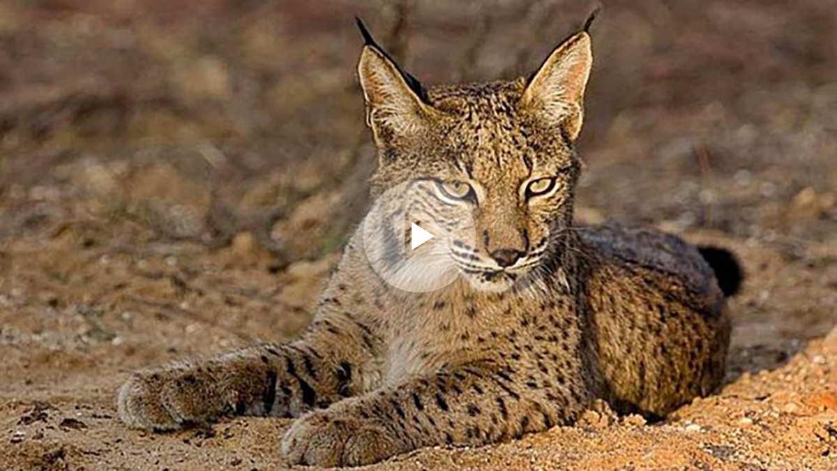 Imagen de un lince ibérico.