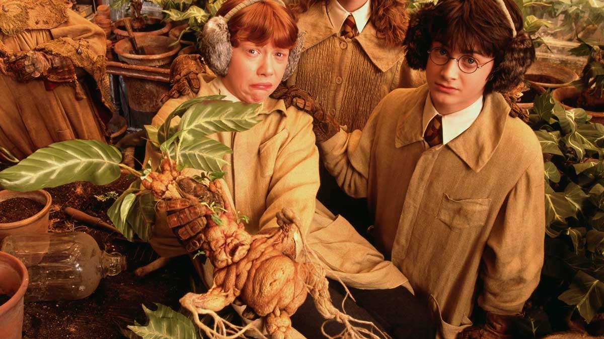 La mandrágora en el mundo de Harry Potter