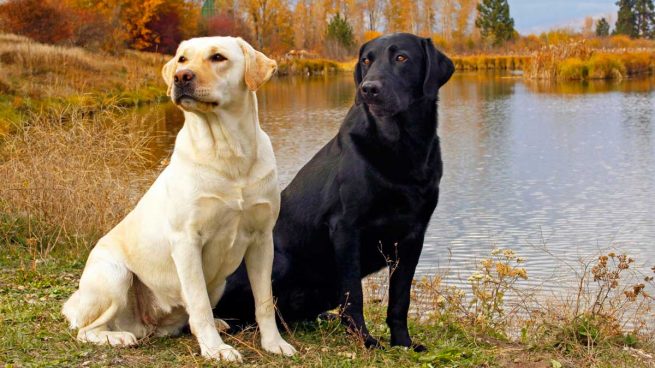 Perro Labrador Curiosidades Y Cuidados Del Perro Labrador