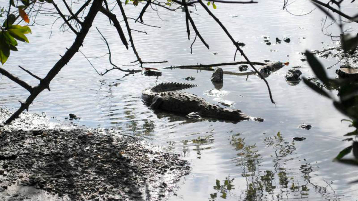 En el lago de Nichupté (Cancún) habitan más de 1.500 cocodrilos.