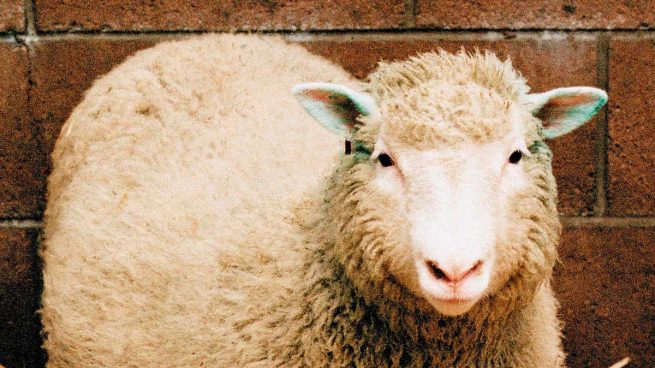 Resultado de imagen de HISTORIA DE LA GENÉTICA oveja dolly
