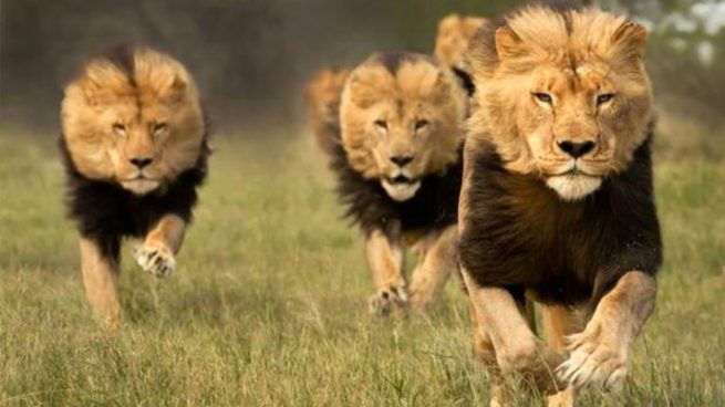 Cuatro leones macho se escapan del Parque Kruger en Sudáfrica