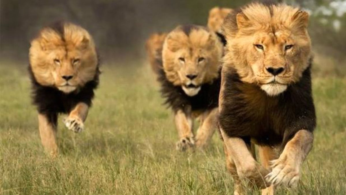 Cuatro leones se han escapado del parque Kruger, en Sudáfrica.