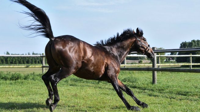 Muere una mujer de 33 años en una hípica de Gerona al desbocarse su caballo