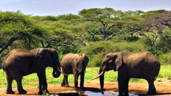 Elefantes en el parque Chebera Churchura de Etiopía.